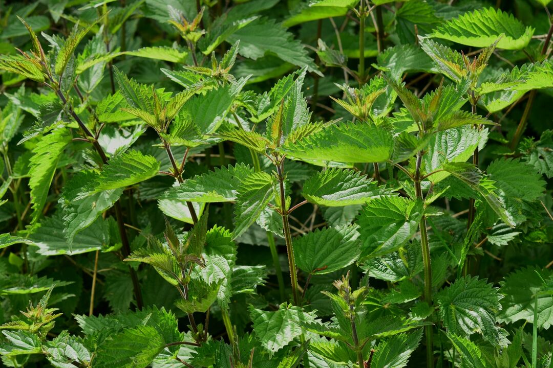 nettle to help male potency